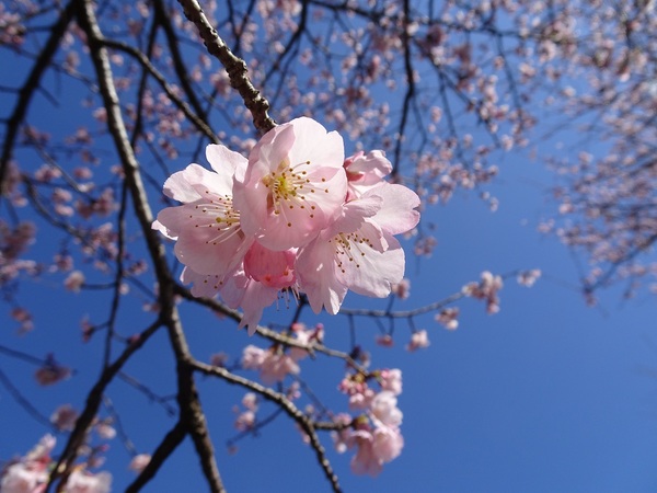北浅羽桜堤公園の安行寒桜