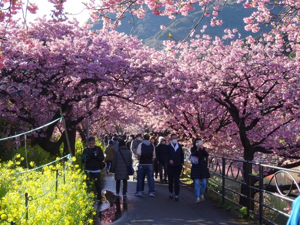 河津桜を見に行ってきました